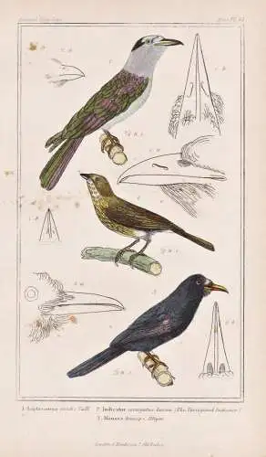 1. Leptosomus viridis. 2. Indicator variegatus. 3. Monasa leucops. - Kuckucksroller Scaly-throated honeyguide