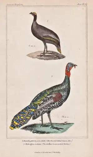 1. Numida ptilorhyncha. 2. Meleagris ocellata... - Guineafowl Perlhühner Pfauentruthuhn Ocellated turkey / bi