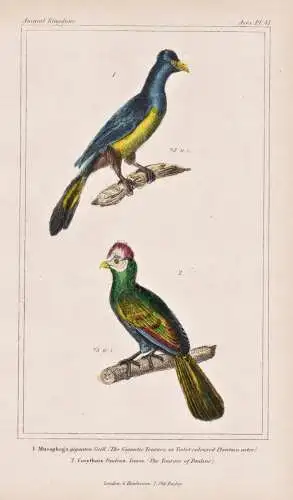 1. Musophaga gigantea. 2. Corythaix Paulina. - Turakos Turaco / birds Vögel bird Vogel oiseaux