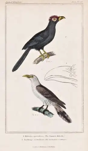 1. Malcoha superciliosa. 2. Scythrops australasiae. - Rough-crested malkoha Channel-billed cuckoo Fratzenkucku