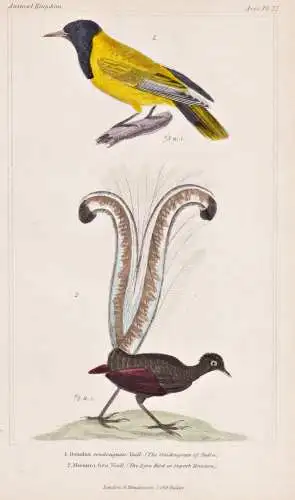 1. Oriolus Coudougnan. Vaill. (The Coudougnan of India.) 2. Moenura Lyra. Vieill. (The Lyra Bird or Superb  -