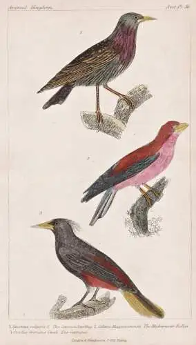 1. Sturmus vulgaris. 2. Colaris Maggascariensis. 3. Oriolus Cristatus. - Star starling Madagaskarfischer Madag