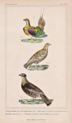 1. Tetrao umbellus. 2. Tetr. lagopus. 3. Pterocles arenarius - Kragenhuhn Ruffed grouse Sandflughuhn Black-bel