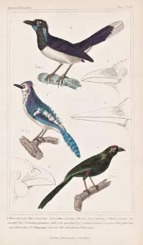 1. Pica chrysops. 2. Garrulus cristatus. 3. Temia varians... - Kappenblaurabe Plush-crested jay Crypsirina blu