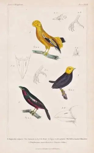 1. Rupicola vulgaris. 2. Pipra erytrocephala... - Andenfelsenhahn Andean cock-of-the-rock Golden-headed manaki