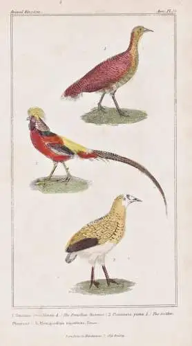 1. Tinamus brazillensis. 2. Phasianus pictus. 3. Hemipodius nigrifrons. Temm. - Steißhühner Tinamou Golden p