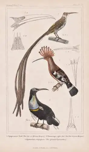 1. Upupa minor. 2. Promerops caffer. 3. Epimachus magnificus. - Wiedehopf hoopoe Kaphonigvogel Cape sugarbird