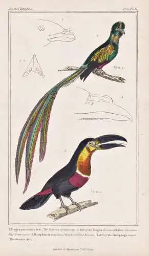 1. Trogon pavoninus. 2. Bill of the Trogon Duvaucelii. 3. Ramphastos maximus... - toucan Tukan Pfauentrogon Pa