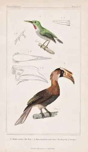 1. Todus viridis. 2. Buceros hydrocorax - Jamaican tody Jamaikatodi Feuerhornvogel Rufous hornbill / birds Vö