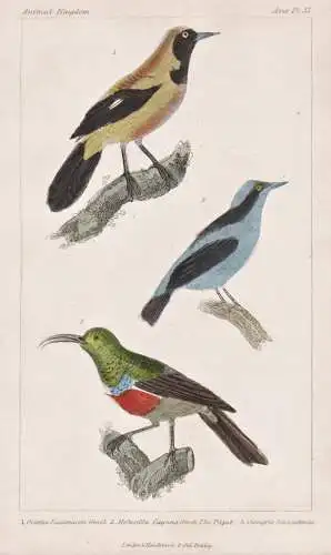 1. Oriolus Jacamaccii. 2. Motacilla Cayana. 3. Cinnyris Senagalensis. - Blue dacnis Blaukopfpitpit Rotbrust-Gl