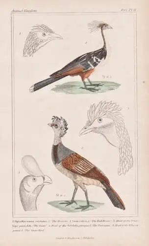 1. Opisthocomus cristatus. 2. Crax rubra. 3. Head of the Penelope guan... - Hoatzin Tuberkelhokko Great curass