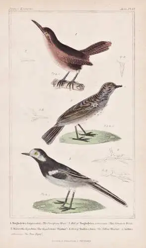 1. Troglodytes longirostris. 2. Bill of the Troglodytes communis... - Rotrückenzaunkönig Rufous-and-white wr