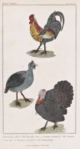 1. Phasianus gallus. 2. Numida meleagris. 3. Meleagris galo-paro... - rooster Hahn Helmperlhuhn Helmeted guine