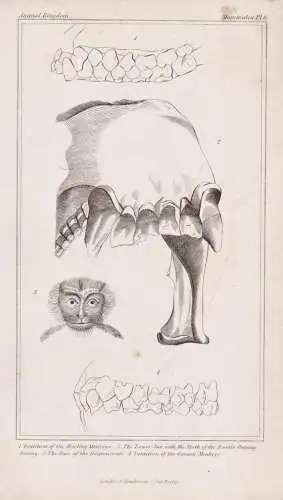 Dentition of the howling monkeys / The Lower Jaw with the teeth of the Asiatic Ourang Outang... - Orang-Utan O