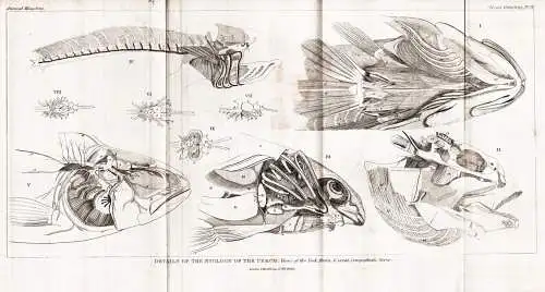 Details of the Myology of the Perch. - perch Barsche / Fisch fish Fische fishes poisson / Skelett skeleton / A