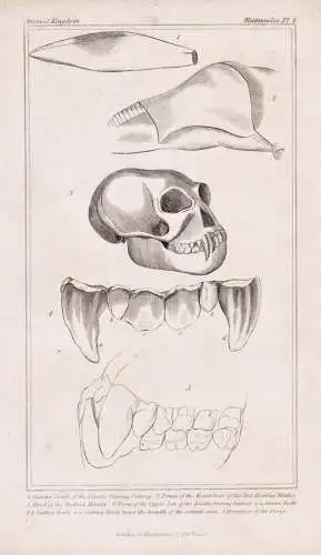 Canine teeth of the Asiatic Ourang-Outang... - Orang-Utan Orangutan teeth Zähne skull Schädel monkey Affe Pr