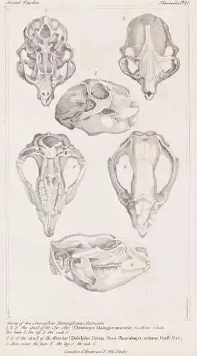 Heads of two Anomalous Mammiferous Animals... - Fingertier Aye-aye skull Schädel Wombat / Anatomie anatomy