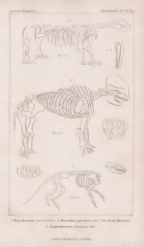 Megatherium cuvieri / Mastodon giganteum / Anoplotherium commune - Megatherium Mastodon Mammut Anoplotherium S