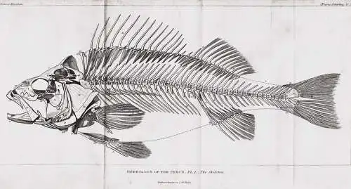 Osteology of the Perch. Pl. I. The Skeleton - perch Barsche / Fisch fish Fische fishes poisson / Skelett skele