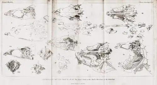 Osteology of the Perch. Pl. II. The front & back of the Skull - perch Barsche / Fisch fish Fische fishes poiss