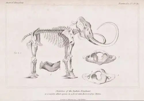 Skeleton of the Indian elephant or a nearly allied species, in a fossil state, discovered in Siberia - Elefant