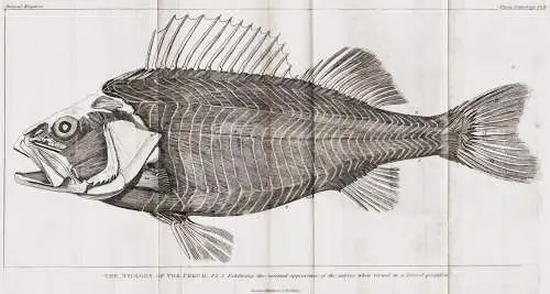 The Myology of the Perch. Pl. I. Exhibiting the external appearance of the nerves... - perch Barsche / Fisch f