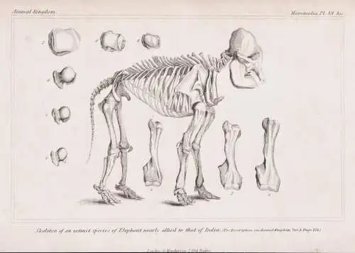 Skeleton of an extinct species of Elephant nearly allied to that of India - Elefant elephant Skelett skeleton