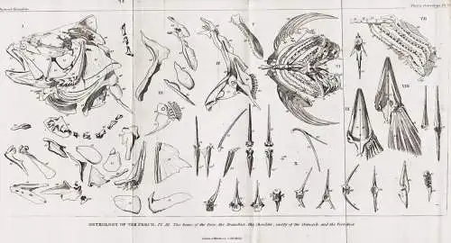 Osteology of the Perch. Pl. III. The bones of the face, the Branchiae, the Shoulder... - perch Barsche / Fisch