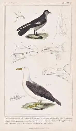 Procellaria pelagica / Bill of the Proc. glacialis / Bill of the Puffinus aequinoctialis... - storm petrel Stu