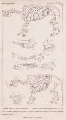 Skeleton of the Two-horned Rhinoceros / Skeleton of the one horned rhinoceros... - Rhinoceros Nashorn Skelett