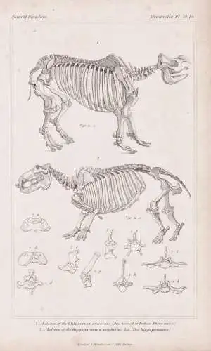 Skeleton of the Rhinoceros unicornis / Skeleton of the Hippopotamus amphibius... - Flusspferd Hippopotamus Rhi