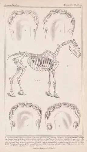 The teeth of a horse three years old / The teeth of a horse four years old - Pferd horse cheval Zähne teeth S