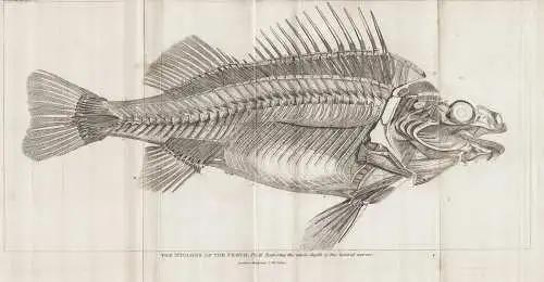 The Myology of the Perch. Pl. II. Exposing the whole depth... - perch Barsche / Fisch fish Fische fishes poiss