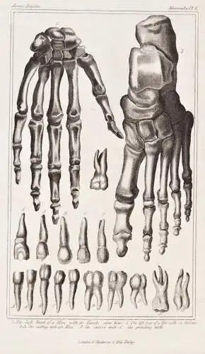 The left Hand of a Man with its twenty seven bones.... - Hände hands Zähne teeth / Anatomie human anatomy /