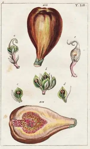 T. LII. - Feige ficus / botany Botanik / Unterhaltungen aus der Naturgeschichte