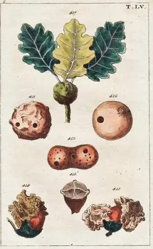 T. LV. - Gallapfel Oak apple Eiche / botany Botanik / Unterhaltungen aus der Naturgeschichte