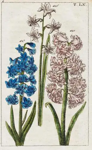 T. LX. - Hyazinhte hyacinth Blume flower / botany Botanik / Unterhaltungen aus der Naturgeschichte