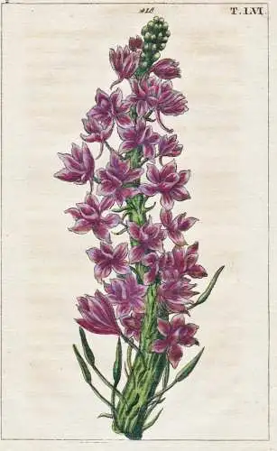 T. LVI. - Feldrittersporn Forking larkspur Rittersporn Blume flower / botany Botanik / Unterhaltungen aus der