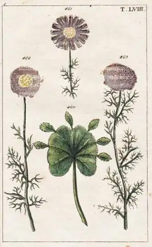 T. LVIII. - Frauenmantel Alchemilla / botany Botanik / Unterhaltungen aus der Naturgeschichte