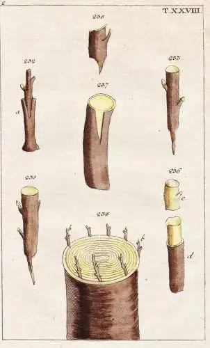 T. XXVIII. - Pflanzen Pflanzenveredelung plant / botany Botanik / Unterhaltungen aus der Naturgeschichte