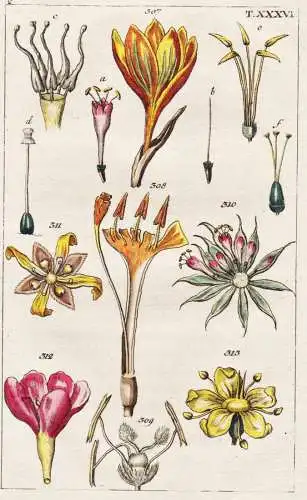 T. XXXVI. - Pflanzensystem nach Linné Ordnung Natur / botany Botanik / Unterhaltungen aus der Naturgeschichte