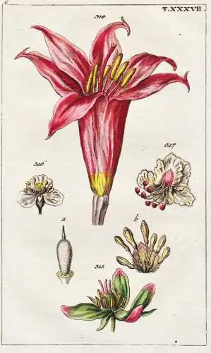 T. XXXVII. - Echte Amaryllis Belladonnalilie Belladonna lily Lilie / botany Botanik / Unterhaltungen aus der N