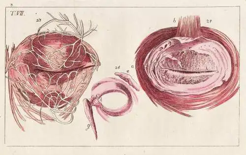 T. VII. - Auge eye Schließmuskel Drüsen Mensch human / Medizin medicine / Unterhaltungen aus der Naturgeschi