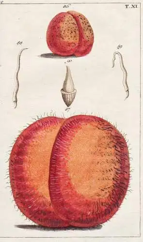 T. XI. - Aprikose apricot Prunus armeniaca / Pomologie pomology / Unterhaltungen aus der Naturgeschichte