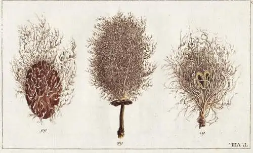 T. VIII. - Pfirsich Apfel Pflaume skeleton Skelett peach apple plum / Pomologie pomology / Unterhaltungen aus