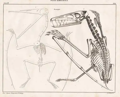 Flug-Eidechsen - Flugdrache flying dragon lizard Eidechse Skelett skeleton / Zoologie zoology