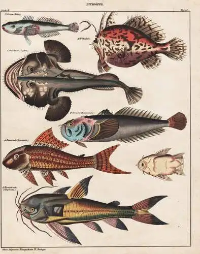 Dickköpfe - Froschfische toadfisch Groppe bullhead Harnischwelse Loricariidae / Fisch Fische fish fishes / Zo