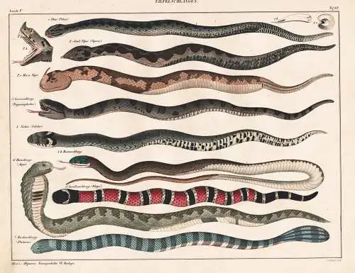 Taefel-Schlangen - snakes Schlangen snake Schlange Sand-Viper Otter Horn-Viper Natter Baumschlange Corallensch