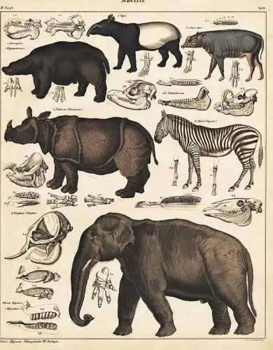 Schweine - Tapir Flusspferd Hippopotamus Zebra Elefant elephant Nashorn rhino / Zoologie zoology