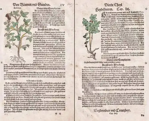 CV - Von Bäumen und Stauden / Brombeer / Heydelbeeren / Wegdornbeer - Heidelbeere Brombeere Beeren berry / he